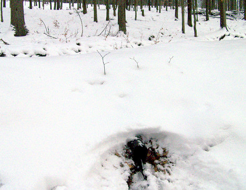studánka bez jména (1094)