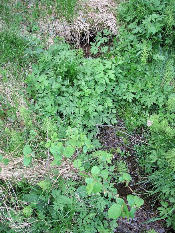 studánka Pod kamenem (1252)