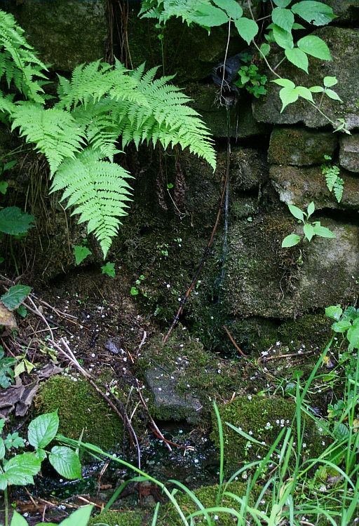 studánka Na Opuštěném (1442)