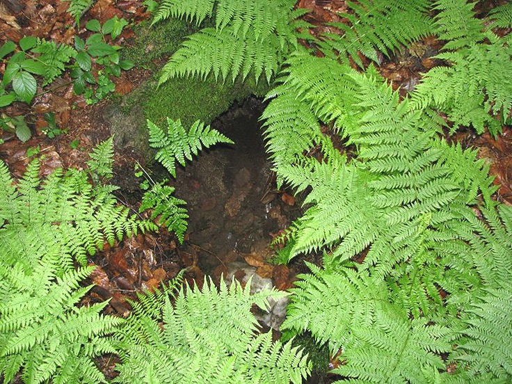 studánka V kapradí (1479)