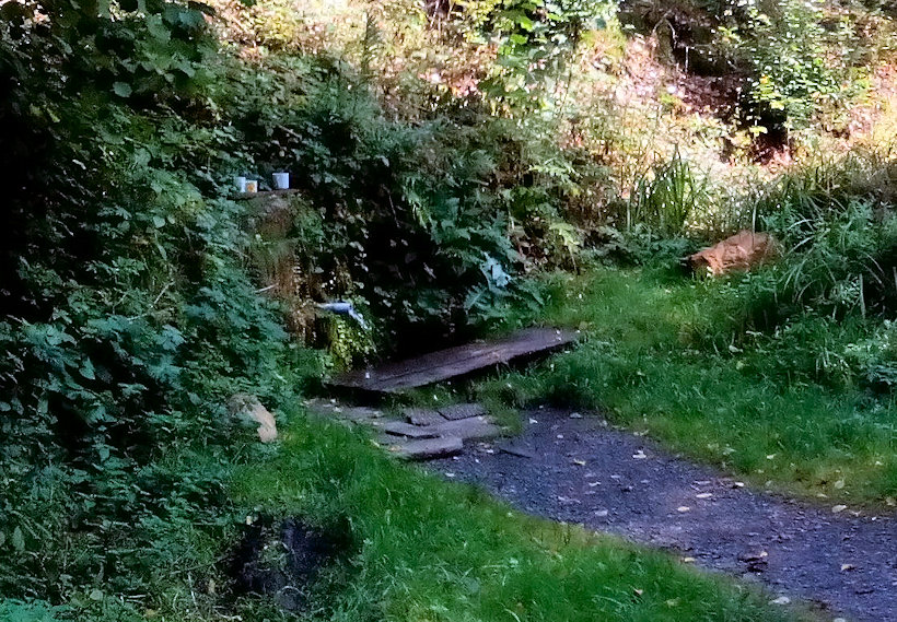 studánka pod Křenovem (238)