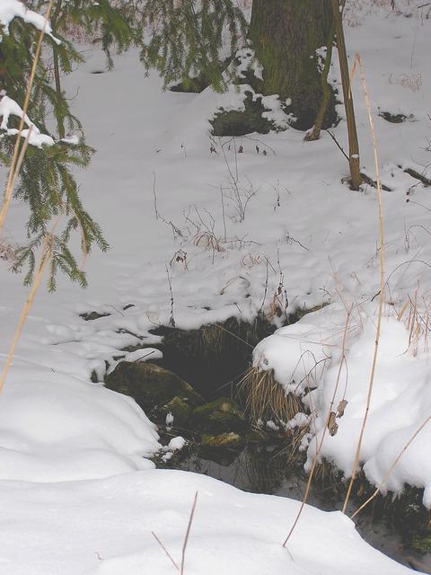 Studánka u Pravdova mlýna (246)