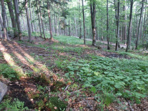 Ledový pramen (277)