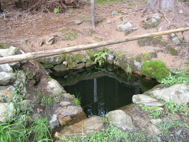 studánka Lesní tůňka (366)