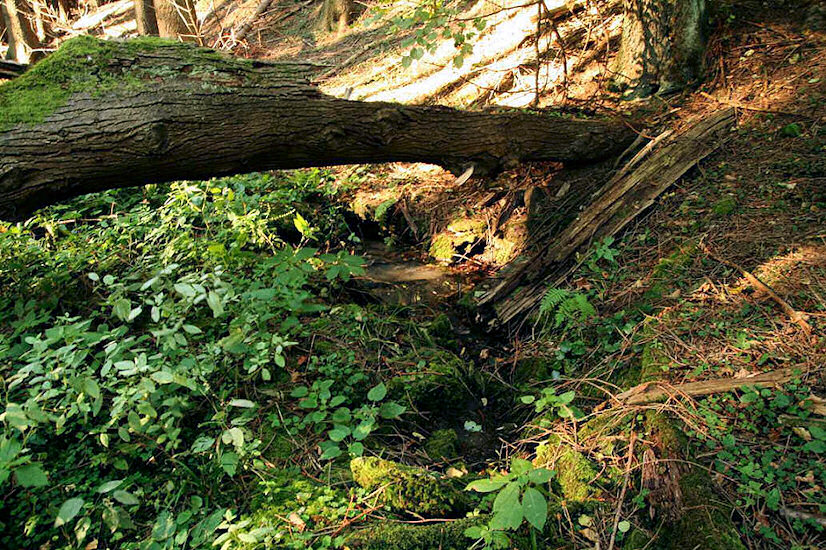 Leschingerova studánka (442)
