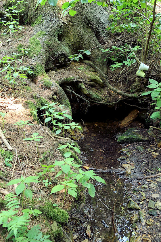 studánka U Kačenky (768)