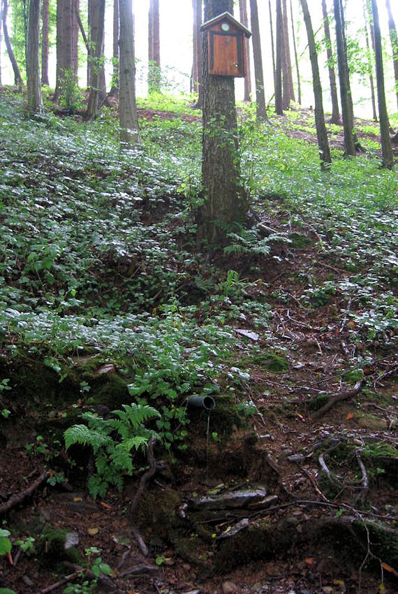 studánka U Koroužného (923)