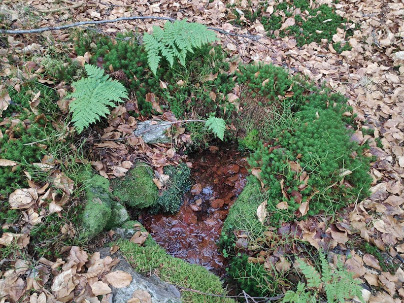 Jedlová studánka (13627)