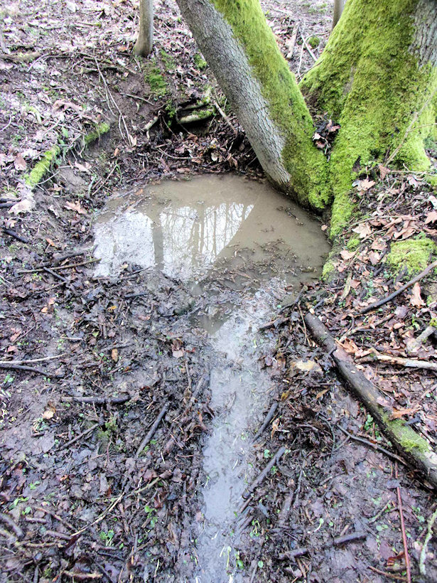 Narcisová studánka (13647)