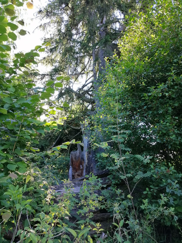 studánka U obrázku (13684)