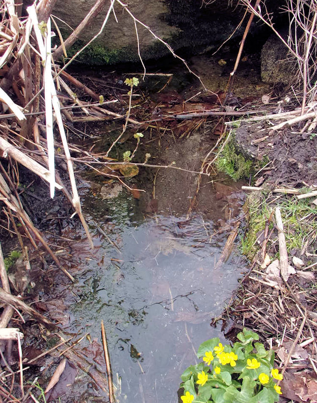 Mechová studánka (13806)