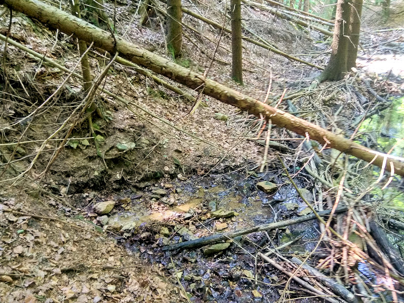 studánka U suchého smrku (13938)