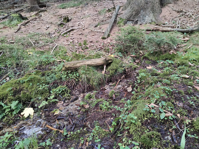 studánka bez jména (14099)