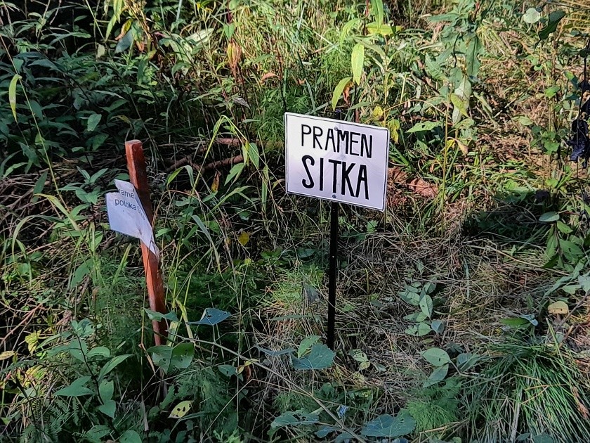 pramen Sitka (14277)