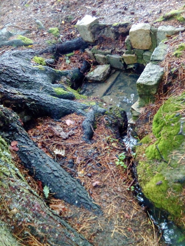 studánka Pod borovicí (14970)