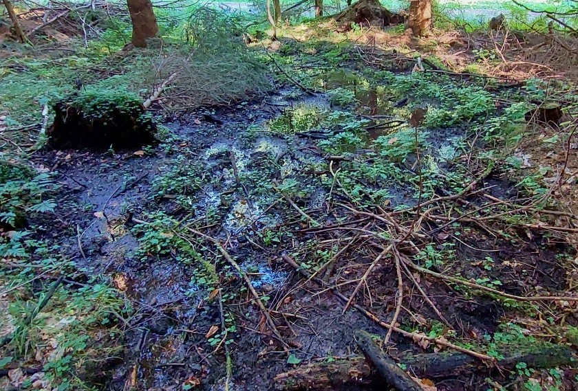 prameniště Nad cestou (15004)