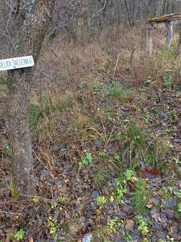 studánka Helenka - Hoštecká - Thürmerova kyselka (15050)