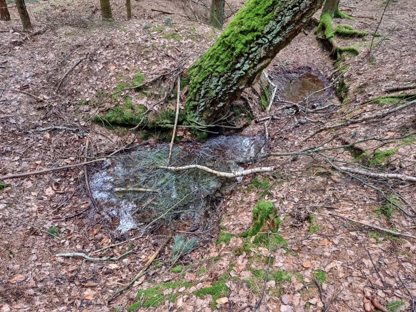 studánka bez jména (15159)