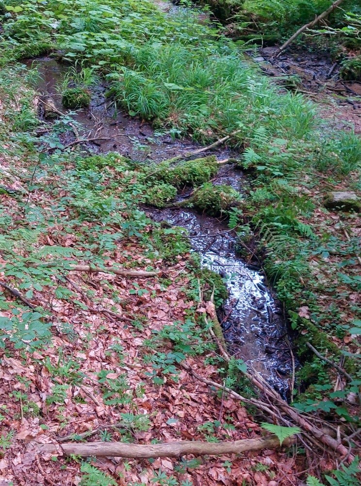 prameniště Pod můstkem (15241)