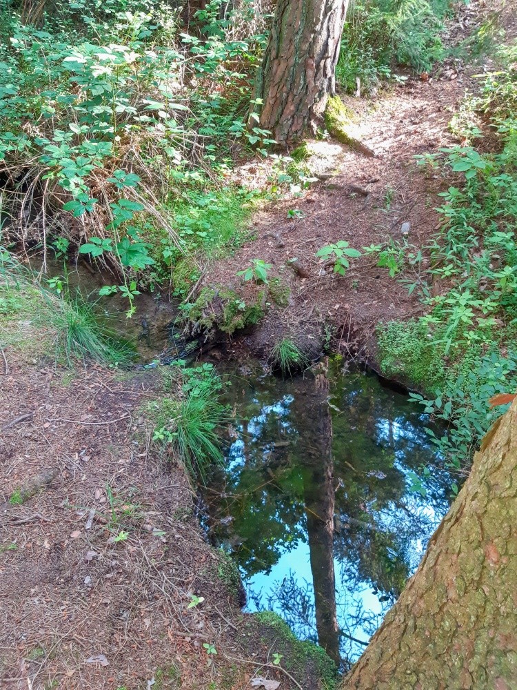 studánka bez jména (15253)