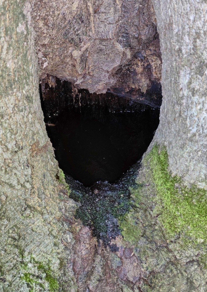 Buková studánka (15282)