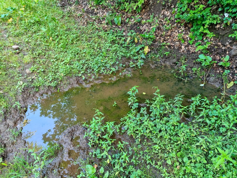 studánka bez jména (15286)