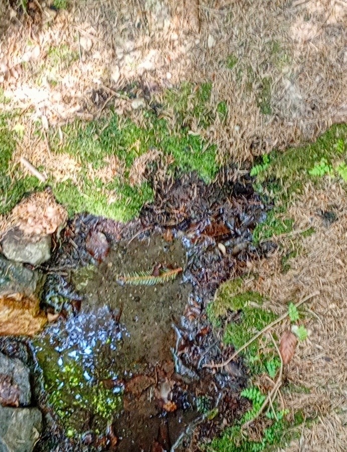 studánka Nikolův pramen (15293)