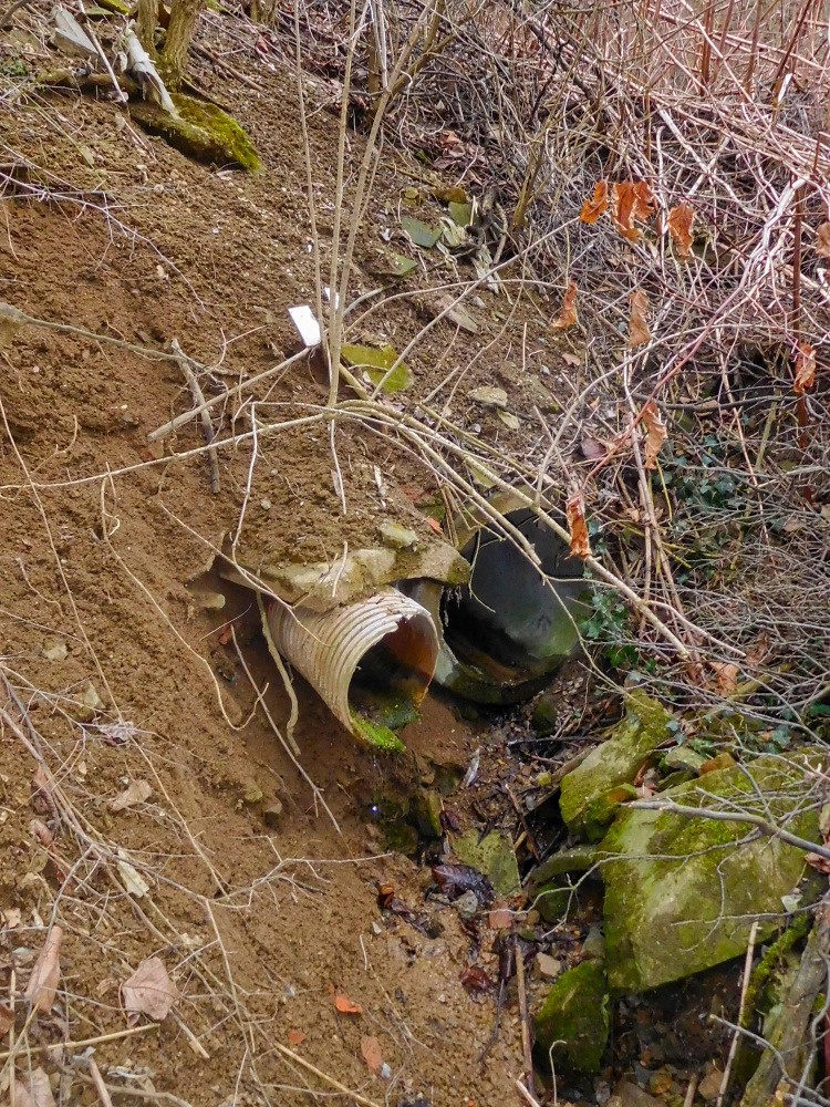 studánka Omická Studýnka (15398)