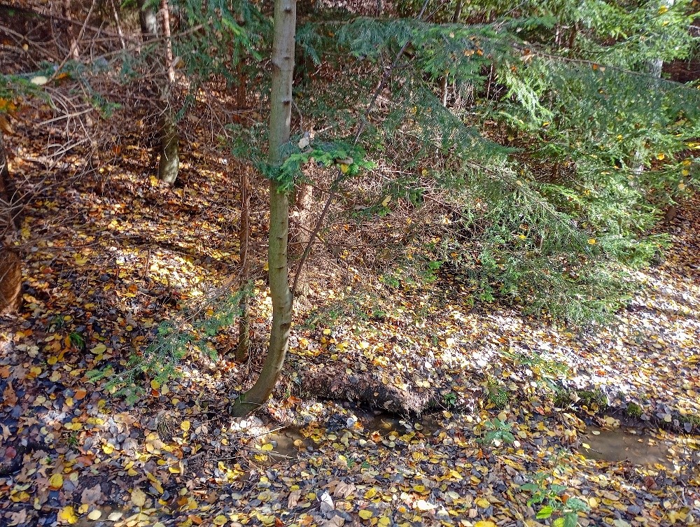 pramen Zápol (15584)