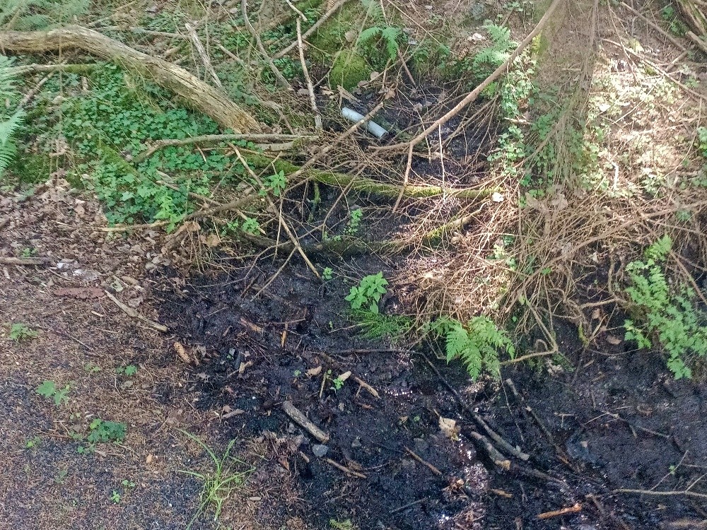 prameniště bez jména (15616) - leden 2026