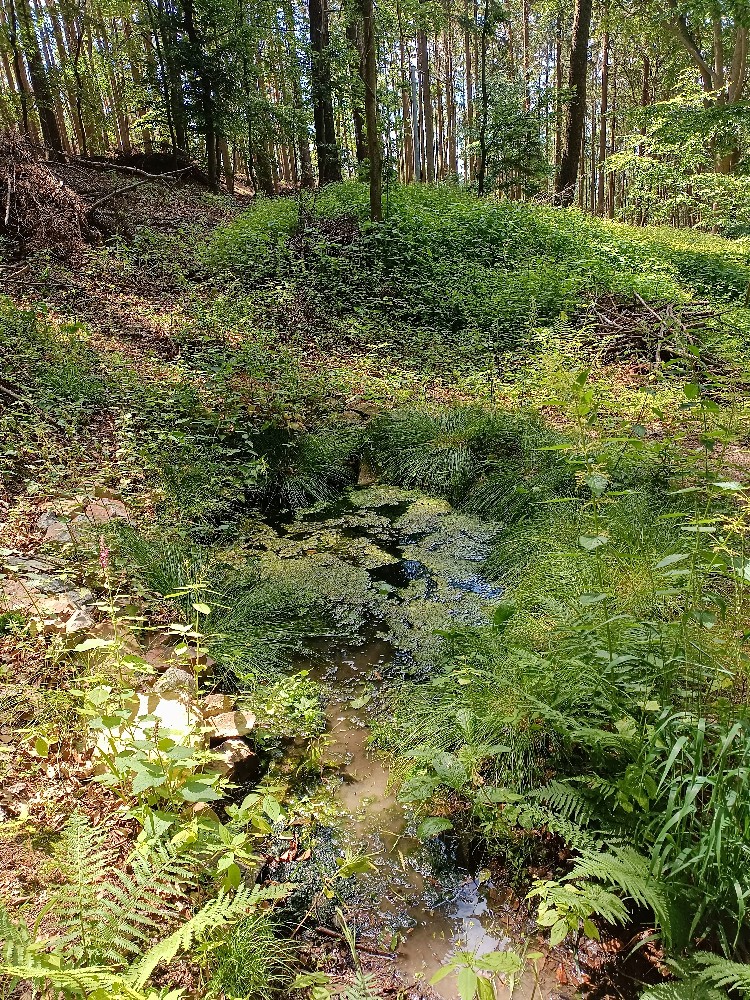 studánka Bouček (15643) - červen 2024