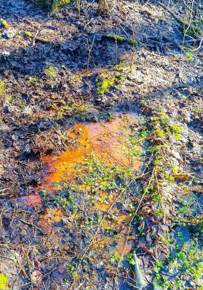 pramen Jateční Kyselka 2 (15691) - únor 2026