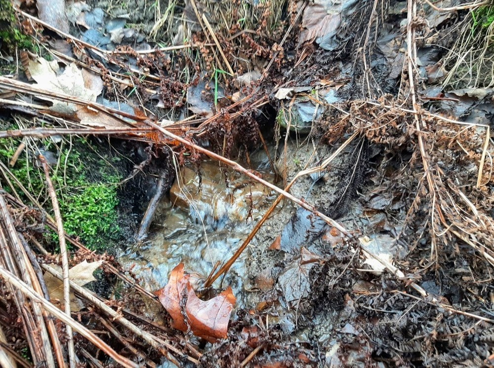 prameniště U Školky (15698) - březen 2026