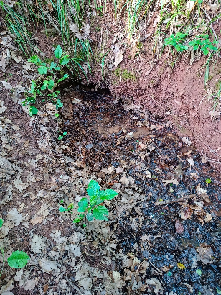 studánka bez jména (15766) - červen 2026