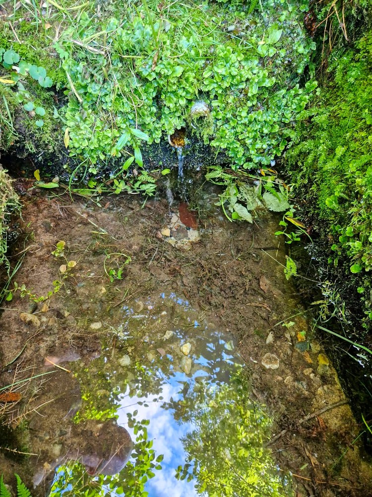 studánka bez jména (15795) - červenec 2026