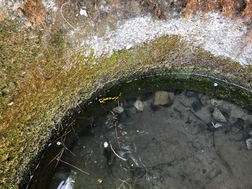 studánka U Papratné (1590)