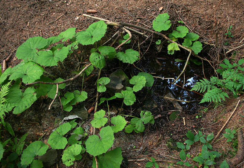 studánka Pod Krbáckem II (1820)