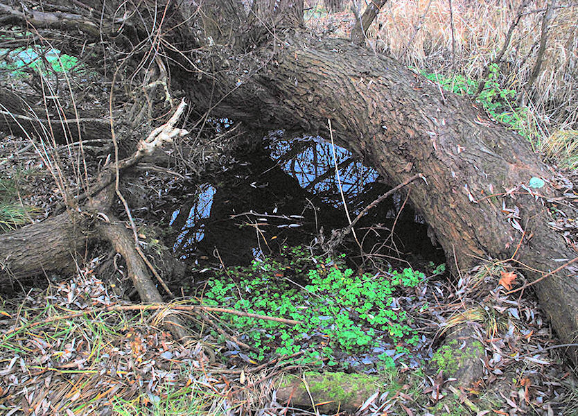 pramen Pod vrbou (2343)