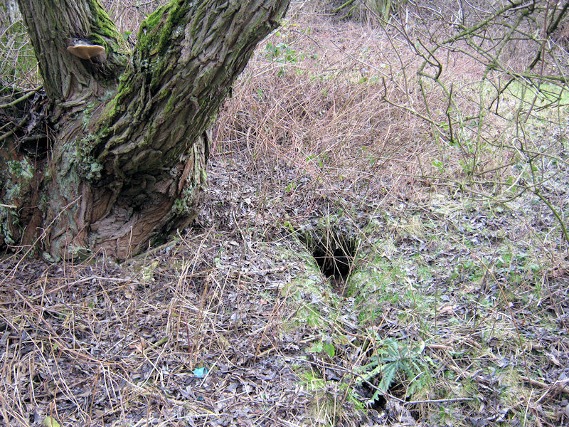 studánka bez jména (2476)