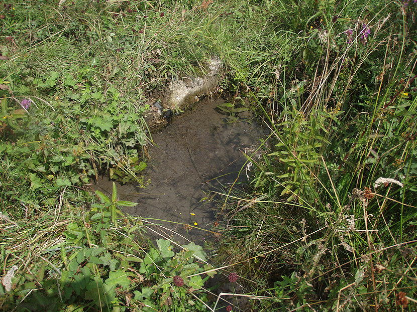 pramen Luční studánka (2488)