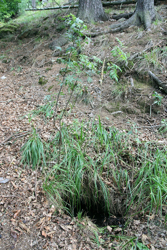 studánka Pod Děkanskou skalou (2490)