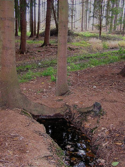 studánka Lesní (2648)