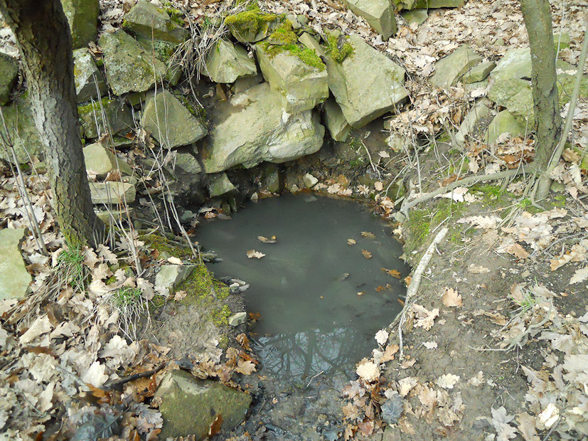Studánka v doubravě (2749)
