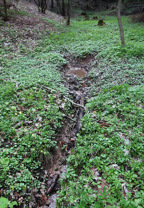 prameniště Palések (3082)