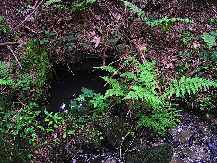 Mechová studánka (3332)