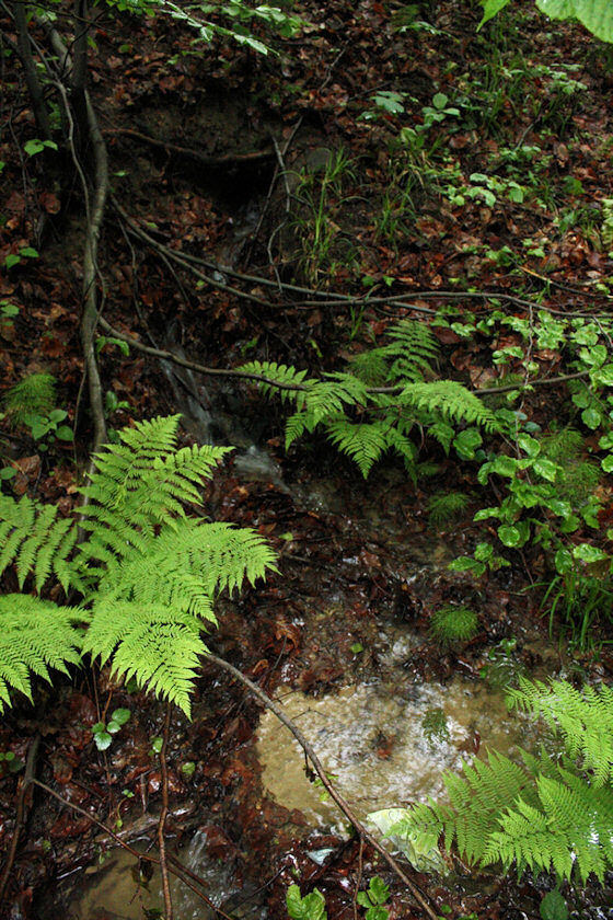pramen Nad Jedlovinou (3367)