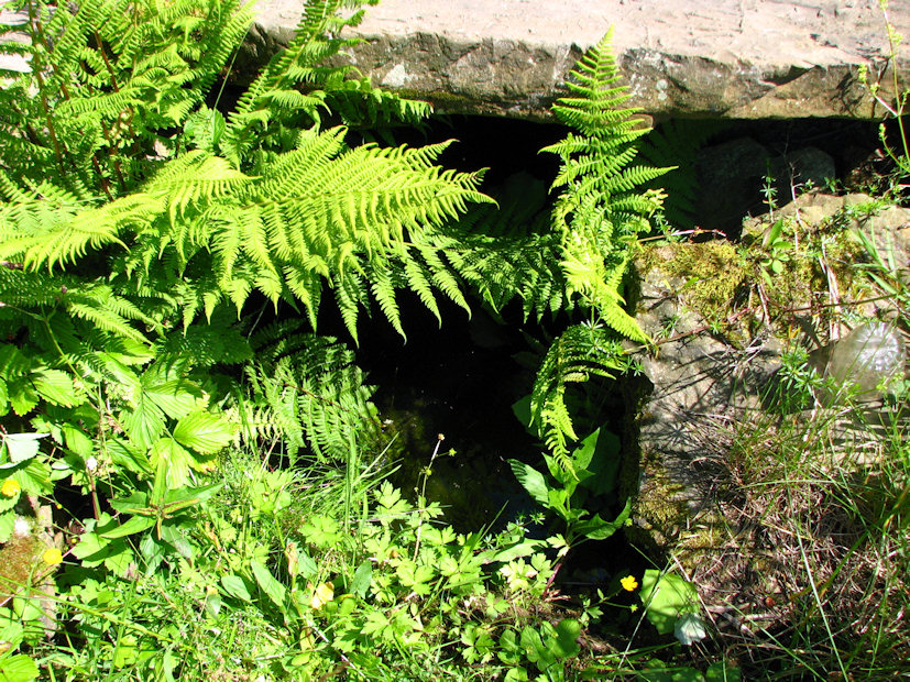 Křenkova studánka (3559)