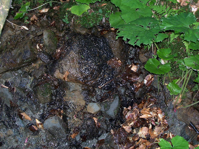 Prameniště Kamenný most (3590)