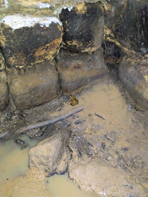 studánka V Hradkově (3710)