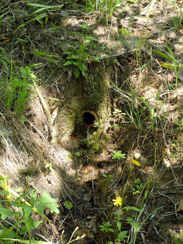 studánka Stará hradištská (3731)